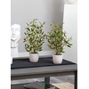 image:imageNearly Natural 18in Olive Silk Tree with Vase Set of 2