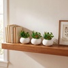 image:imageNearly Natural 5 in Artificial Succulent Garden White Planter Set of 26 in