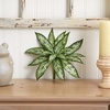 image:imageNearly Natural 10in Variegated Silver Queen Artificial Plant Set of 6