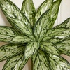 image:imageNearly Natural 10in Variegated Silver Queen Artificial Plant Set of 6