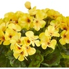image:imageNearly Natural 11in Geranium Artificial Plant in Ceramic Planter UV Resistant IndoorOutdoorYellow