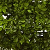 image:imageNearly Natural 22in Artificial Boxwood Wreath
