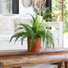 image:imageNearly Natural 22in Artificial Fern Plant in Decorative Planter