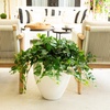image:imageNearly Natural 24in UV Resistant Artificial Puff Ivy Hanging Plant IndoorOutdoor  Set of 324in