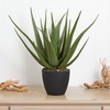 image:imageNearly Natural 26 in Artificial Aloe Plant with Pot Room Decor