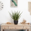 image:imageNearly Natural 26 in Artificial Aloe Plant with Pot Room Decor