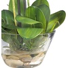 image:imageNearly Natural 4643WH Phalaenopsis with Glass Vase Decorative Silk Flower Arrangement White 29 x 1025 x 1025Purple