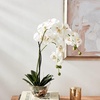 image:imageNearly Natural 4643WH Phalaenopsis with Glass Vase Decorative Silk Flower Arrangement White 29 x 1025 x 1025White