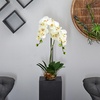 image:imageNearly Natural 4643WH Phalaenopsis with Glass Vase Decorative Silk Flower Arrangement White 29 x 1025 x 1025White