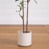 image:imageNearly Natural 5ft Minimalist Olive Tree  Artificial Indoor Tree with Faux Olives Bendable Branches and White Decorative Planter with Faux Soil  Realistic Greenery for Home or Office Decor