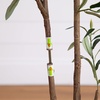 image:imageNearly Natural 5ft Minimalist Olive Tree  Artificial Indoor Tree with Faux Olives Bendable Branches and White Decorative Planter with Faux Soil  Realistic Greenery for Home or Office Decor
