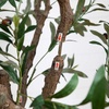 image:imageNearly Natural 6ft Artificial Grand Olive Tree in White Decorative Planter