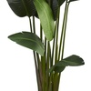 image:imageNearly Natural Travelers Palm Artificial Silk Trees Green 14D x14W x7 Ft