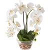 image:imageNearly Natural 4643WH Phalaenopsis with Glass Vase Decorative Silk Flower Arrangement White 29 x 1025 x 1025White