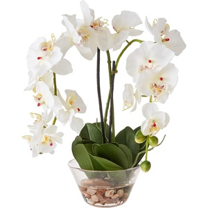 image:imageNearly Natural 4643WH Phalaenopsis with Glass Vase Decorative Silk Flower Arrangement White 29 x 1025 x 1025White