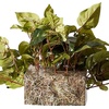 image:imageNearly Natural 15in Pothos Ledge Plant Set on Foam Silk PlantGreen