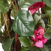 image:imageNearly Natural 24 in Artificial Bougainvillea Climbing Plant Room Decor