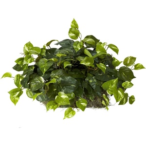 image:imageNearly Natural 15in Pothos Ledge Plant Set on Foam Silk PlantGreen