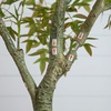 image:imageNearly Natural 7ft Autumn Nandina Artificial Fall Tree  Harvest Season Foliage Display