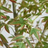 image:imageNearly Natural 7ft Autumn Nandina Artificial Fall Tree  Harvest Season Foliage Display