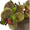 image:imageNearly Natural 4208S3 9 Phalaenopsis Orchid Artificial Arrangement in Vase Set of 3 9 Phalaenopsis Orchid Arrangement in Vase MultiColorMultiColor