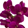 image:imageNearly Natural 4208S3 9 Phalaenopsis Orchid Artificial Arrangement in Vase Set of 3 9 Phalaenopsis Orchid Arrangement in Vase MultiColorMultiColor