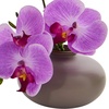 image:imageNearly Natural 4208S3 9 Phalaenopsis Orchid Artificial Arrangement in Vase Set of 3 9 Phalaenopsis Orchid Arrangement in Vase MultiColorMultiColor