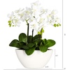 image:imageNearly Natural Artificial Phalaenopsis Orchid Arrangement with Bowl Vase