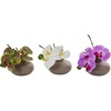 image:imageNearly Natural 4208S3 9 Phalaenopsis Orchid Artificial Arrangement in Vase Set of 3 9 Phalaenopsis Orchid Arrangement in Vase MultiColorMultiColor