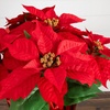 image:imageNearly Natural 13in Red Artificial Poinsettia in Planter Set of 2Red