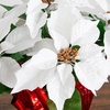 image:imageNearly Natural 13in Red Artificial Poinsettia in Planter Set of 2White