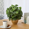 image:imageNearly Natural 14in Pothos Artificial Plant in Ceramic Planter