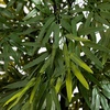 image:imageNearly Natural 51in Bamboo Artificial Tree with Black Trunks UV Resistant IndoorOutdoor